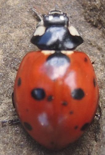 Réf. 351 954 : Coccinella septempunctata